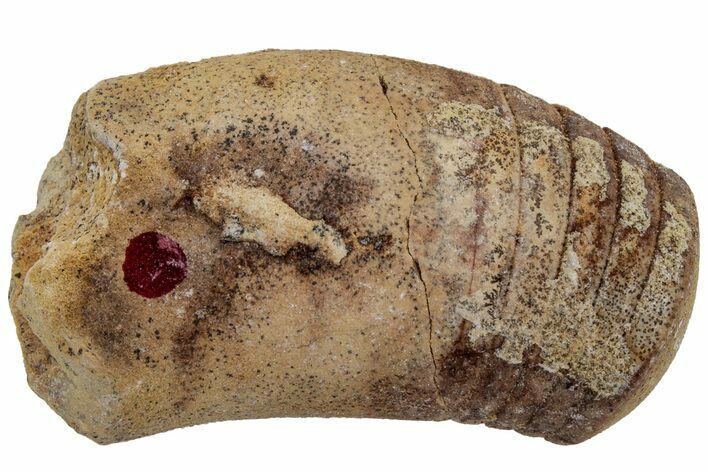 Ordovician Oncoceratid (Beloitoceras) Fossil - Wisconsin #216363